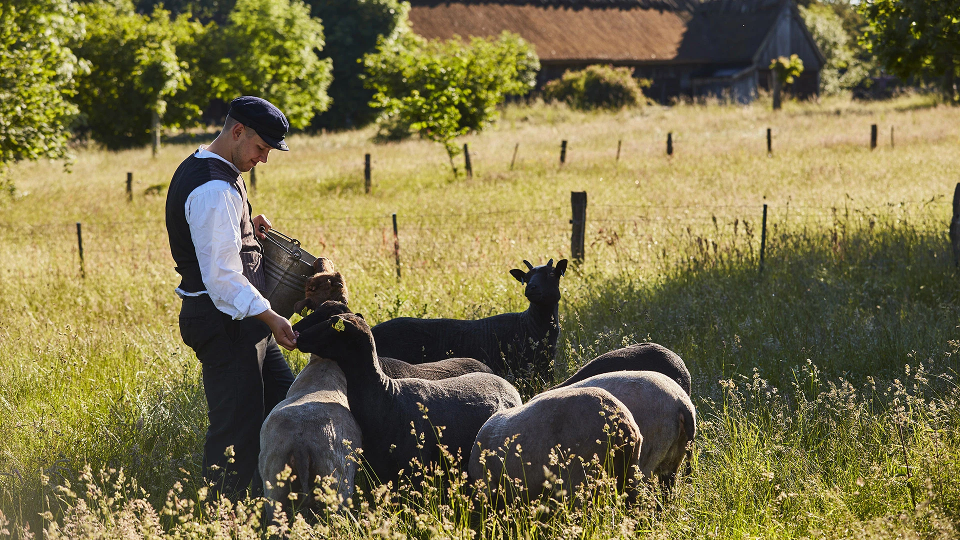 Får på Fredriksdal