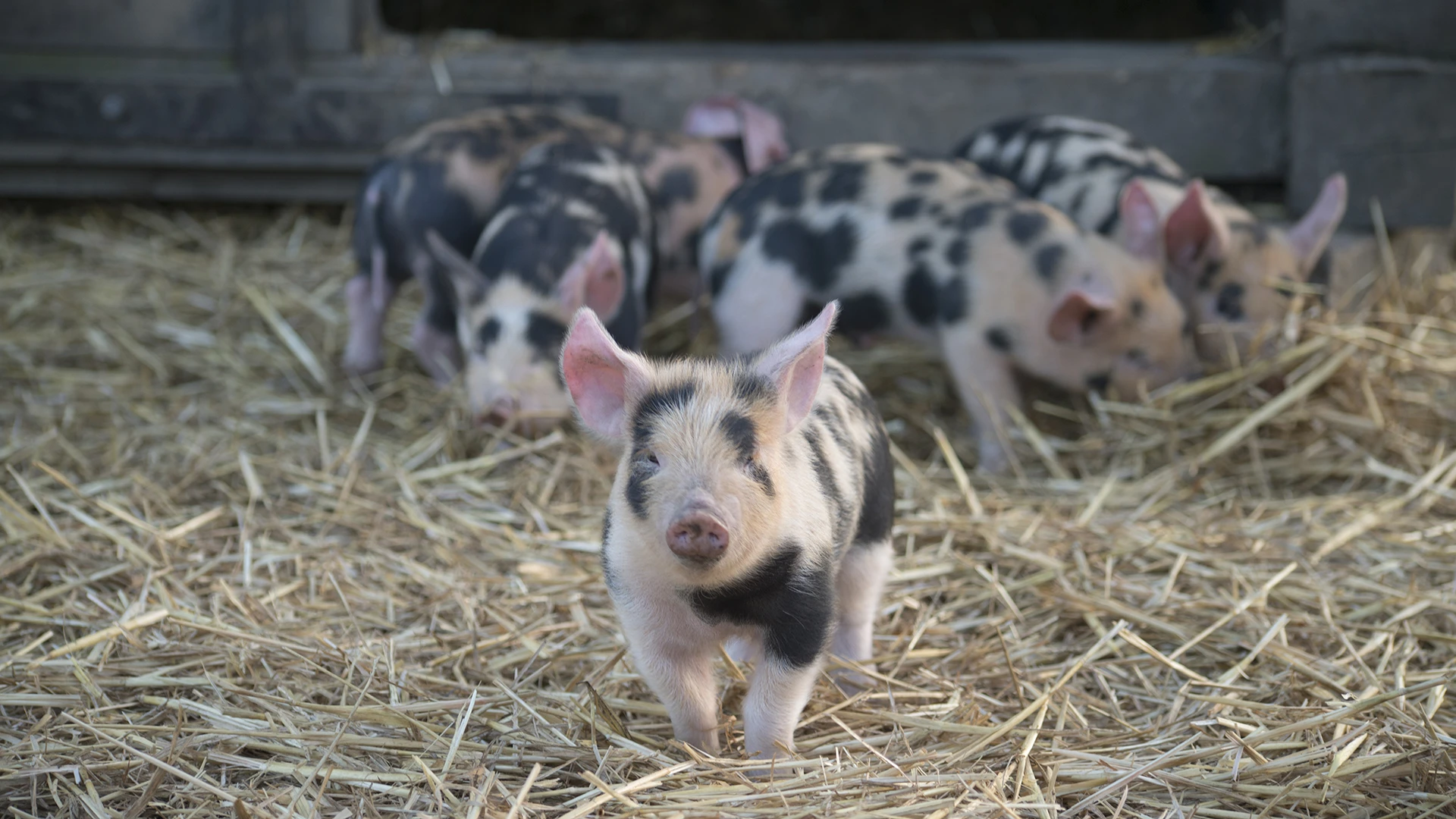 Linderödssvin, kultingar