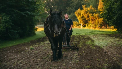 Nordsvensk brukshäst