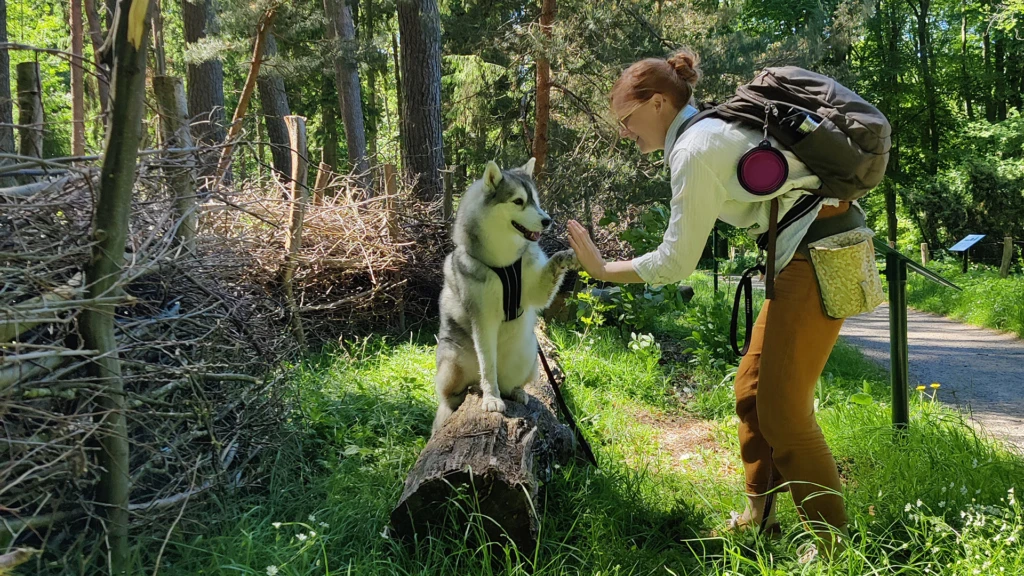 Hundspåret
