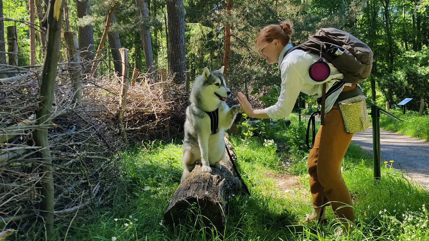 Hundspåret