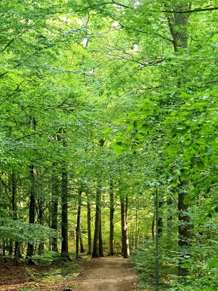 Grönskande skog