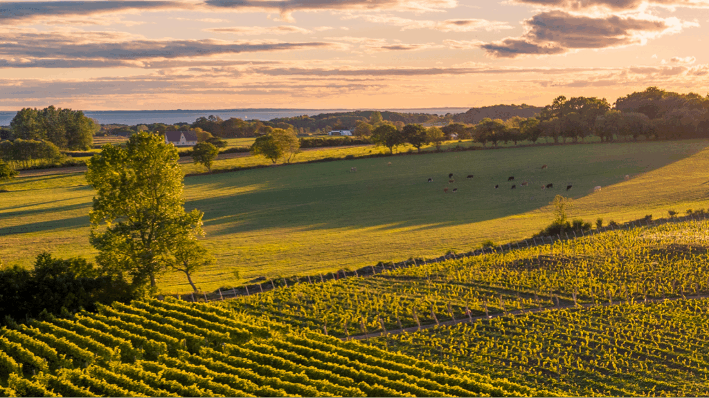 mogna vinfält med havet i horisonten
