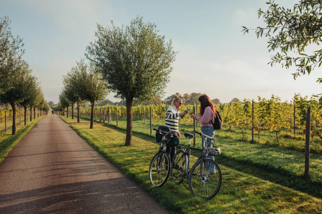 två personer pausar på cykel vid ett vinfält