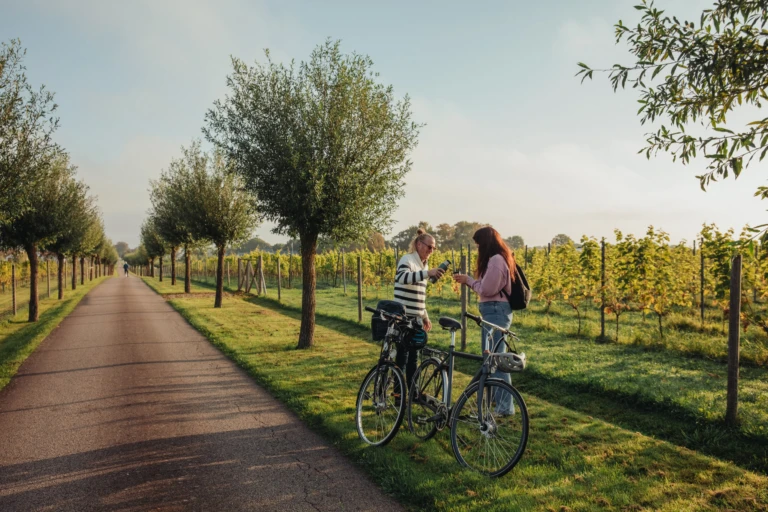 två personer pausar på cykel vid ett vinfält