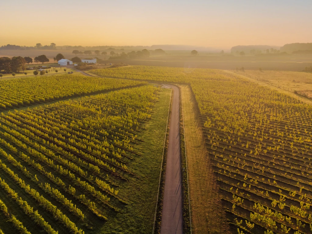 drönarbild över ett vinfält i kvällsljus
