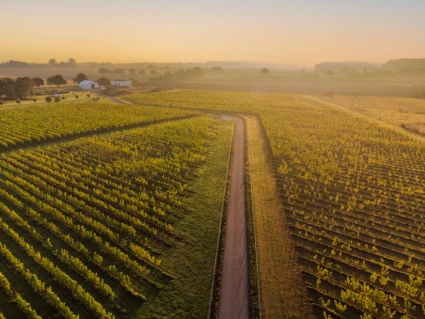 drönarbild över ett vinfält i kvällsljus