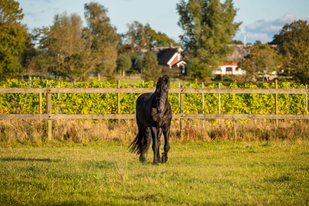 bild på en häst framför en vinfält