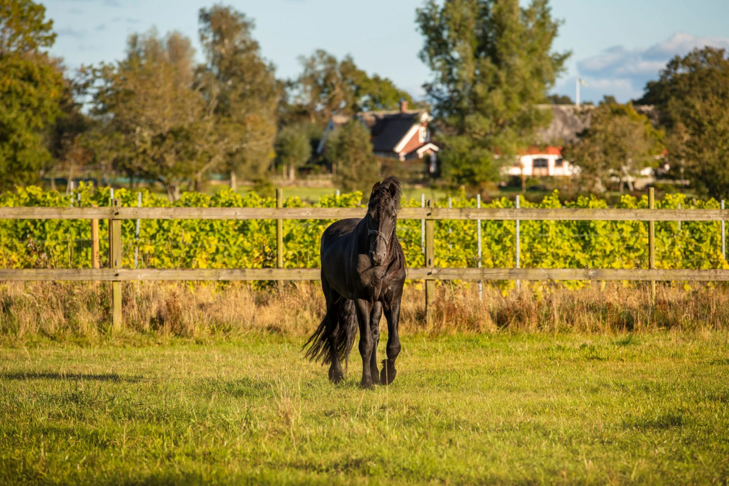 bild på en häst framför en vinfält