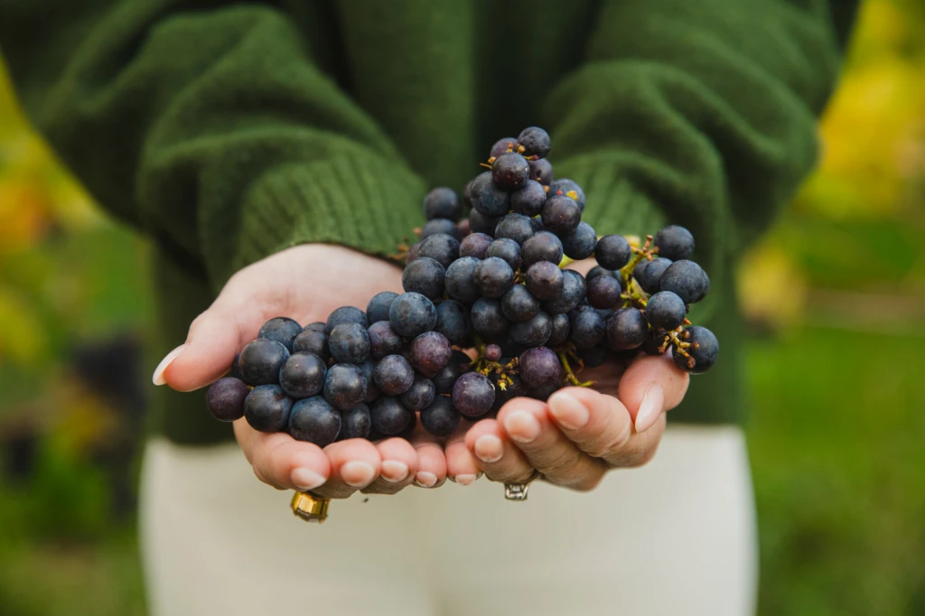 närbild på blå druvklasar i händer