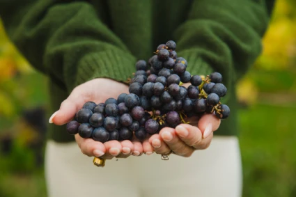 närbild på blå druvklasar i händer