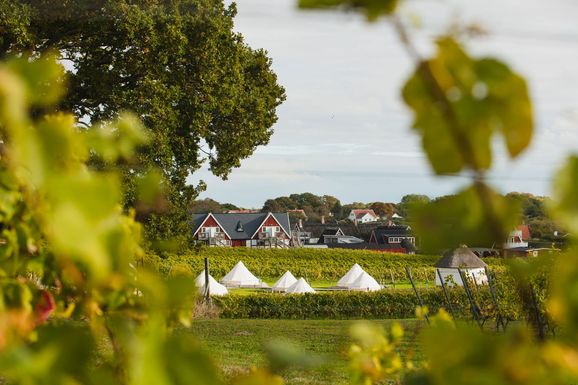 Arilds vingård, sensommar, vinfält och glamping tält bland vinrankor