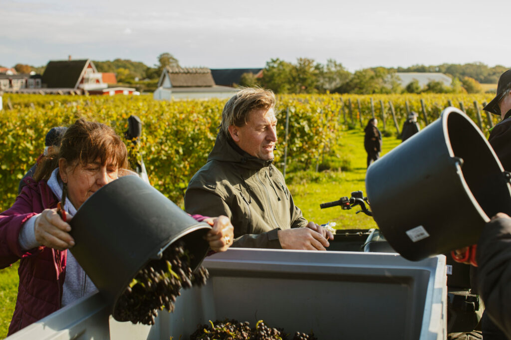 Ägarna skördar vin och tömmer druvor på ett flak