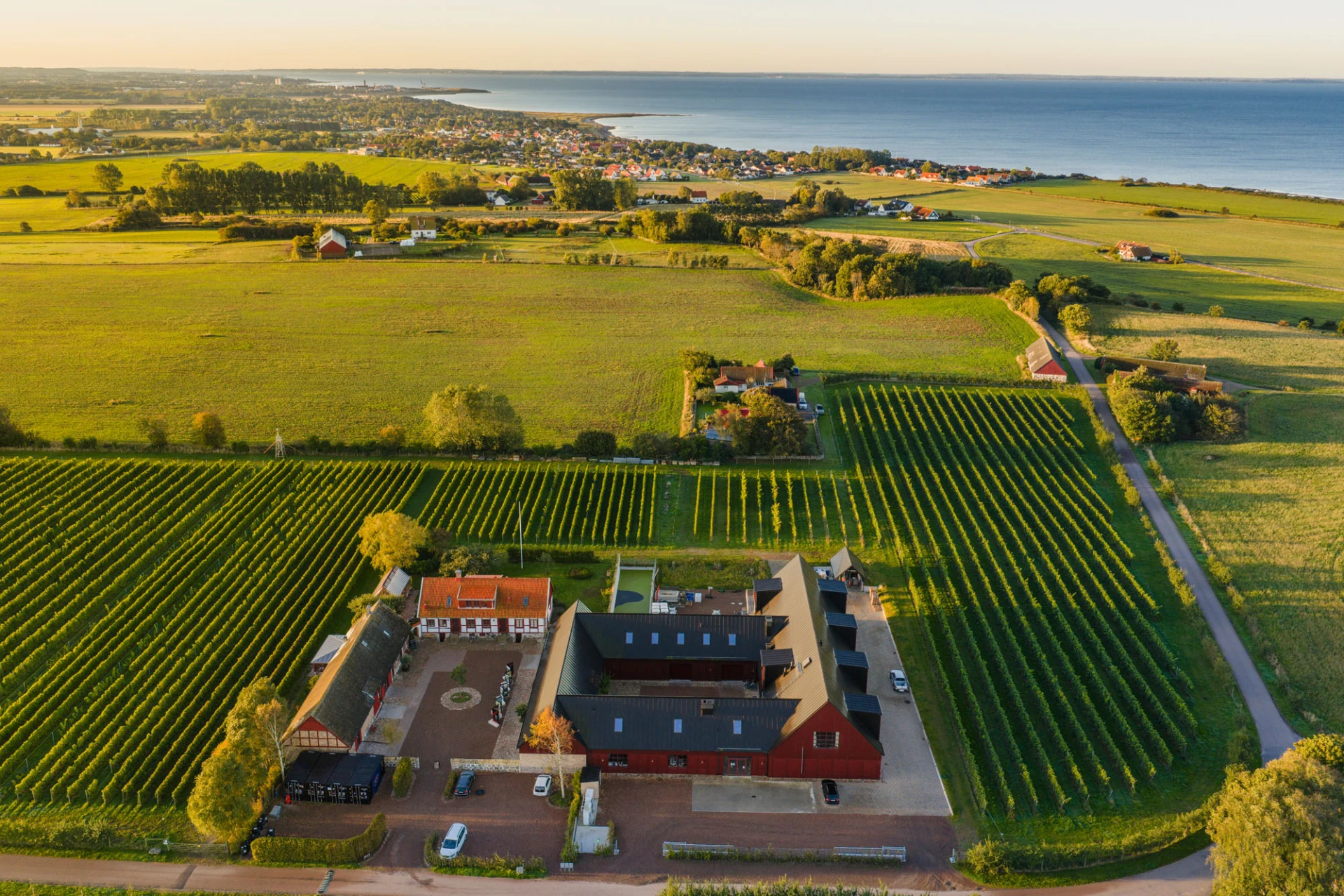 drönarbild över Kullabergs vingård. Vinfält och havet.