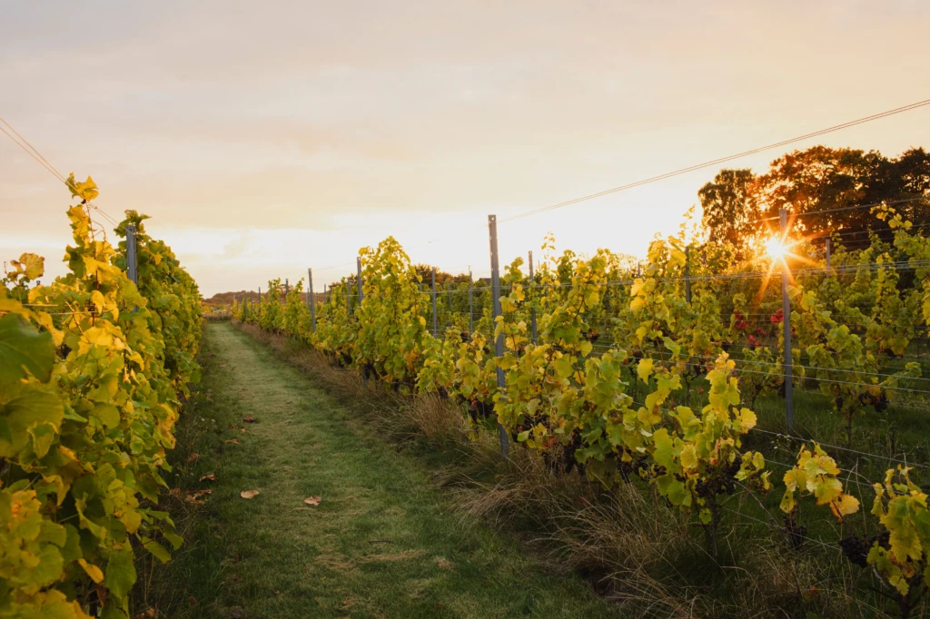 Ljungbyholms vingård vinfält
