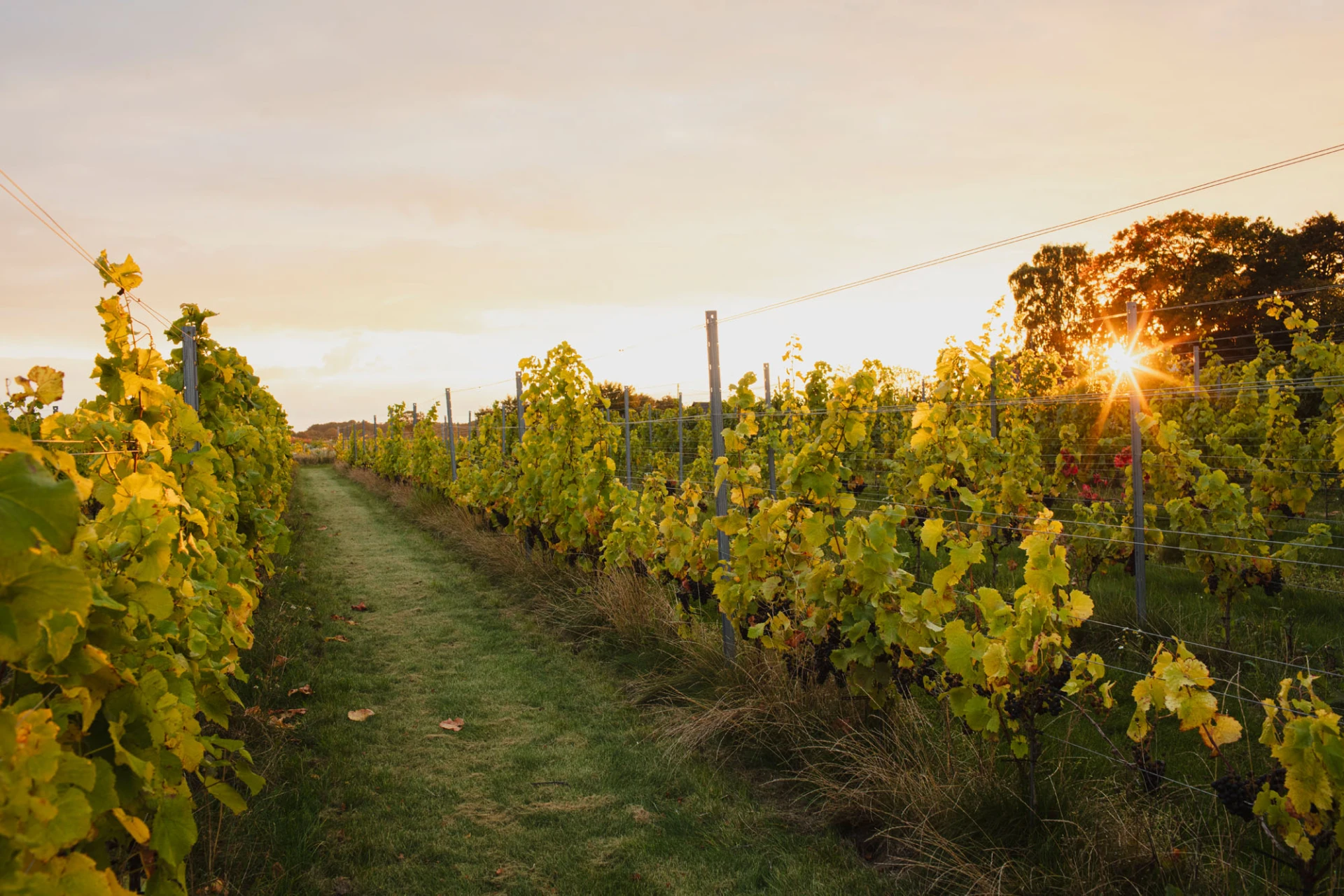 Ljungbyholms vingård vinfält