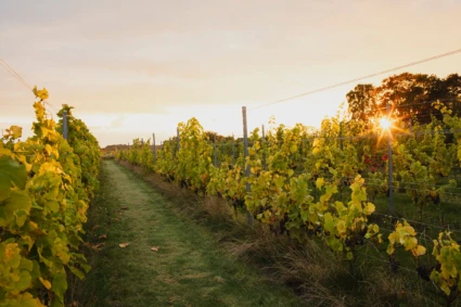 Ljungbyholms vingård vinfält