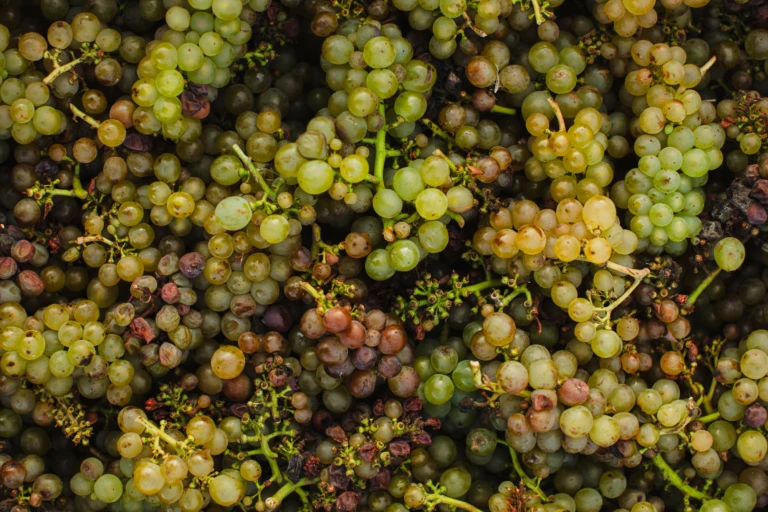 plockade druvor närbild