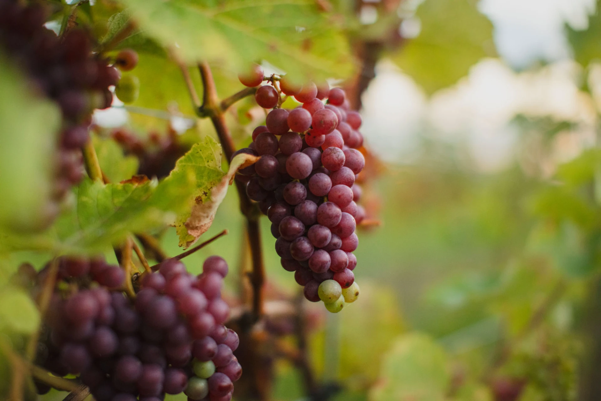 Närbild på röda druvor, ljungbyholms vingård