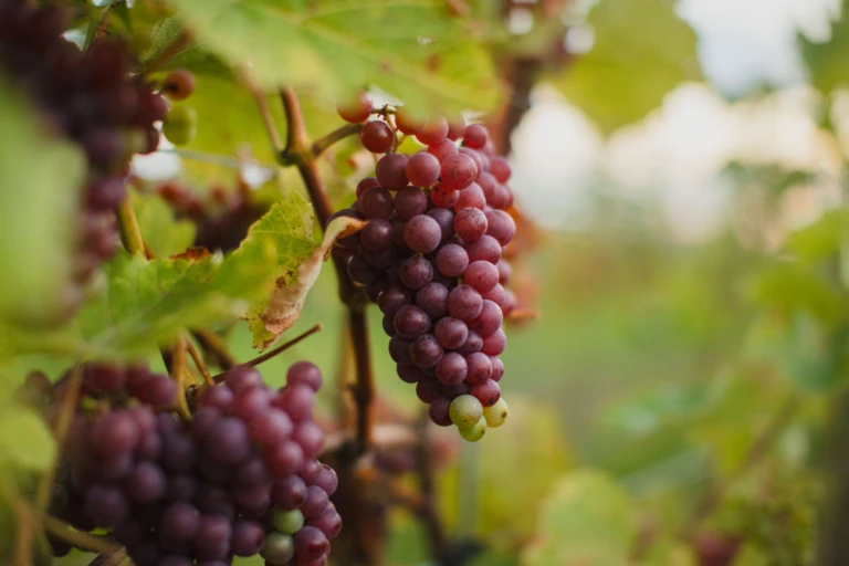 Närbild på röda druvor, ljungbyholms vingård