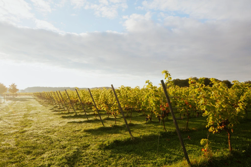 Vinrankor på ett fält