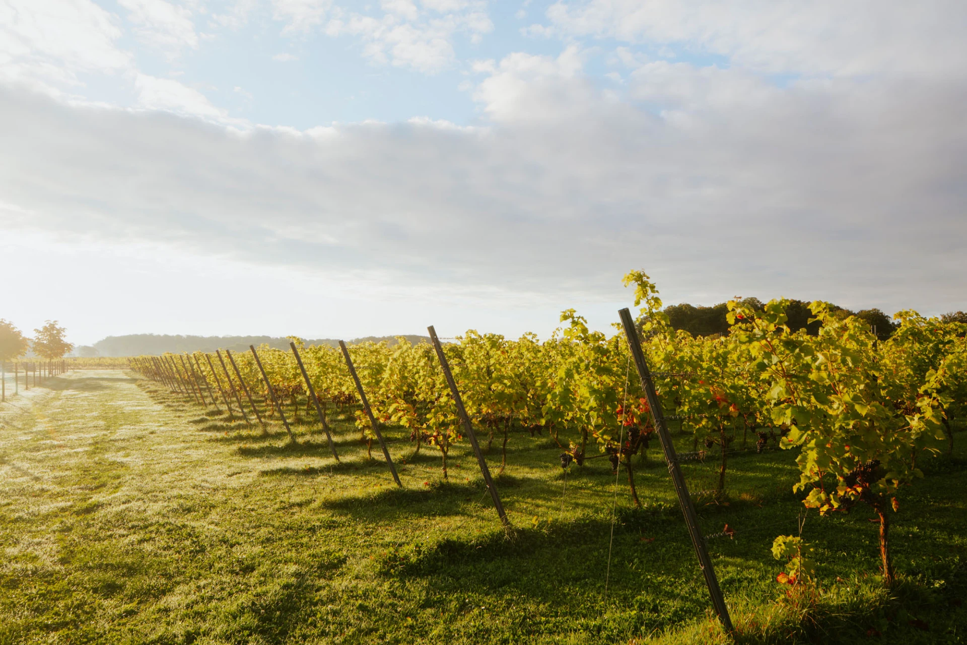 Vinrankor på ett fält