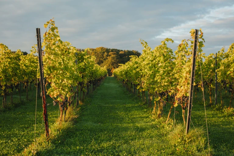 Vinrankor Lottenlund Estate