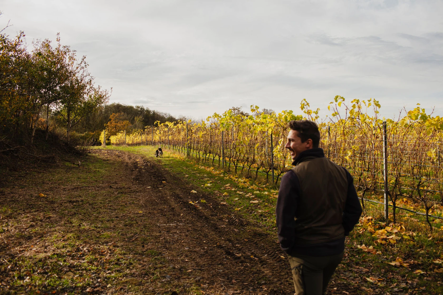 en person promenerar längs vinrankor på Thora vingård