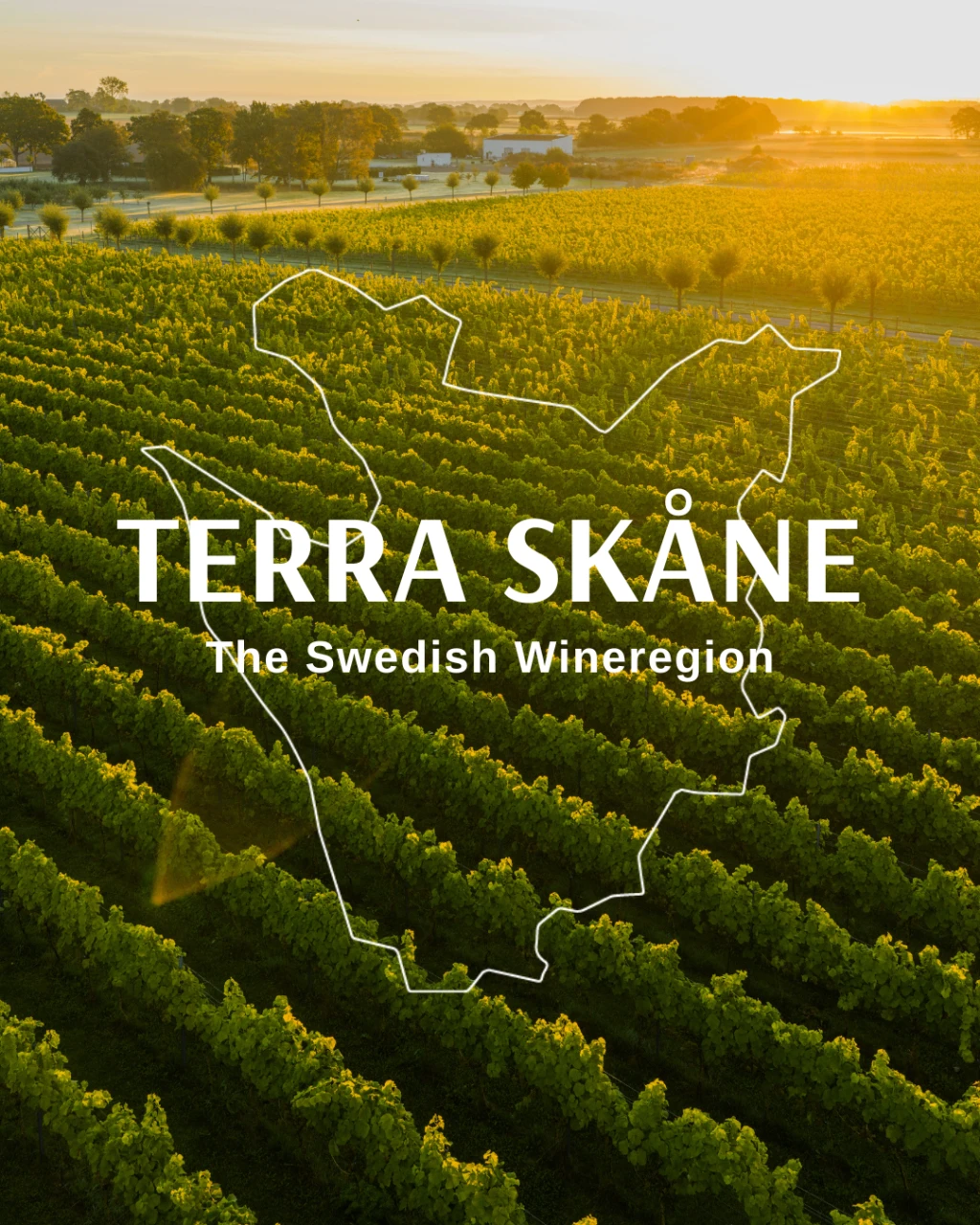 Vinfält med texten Terra Skåne skrivet på. Konturen för karta över området Terra Skåne.