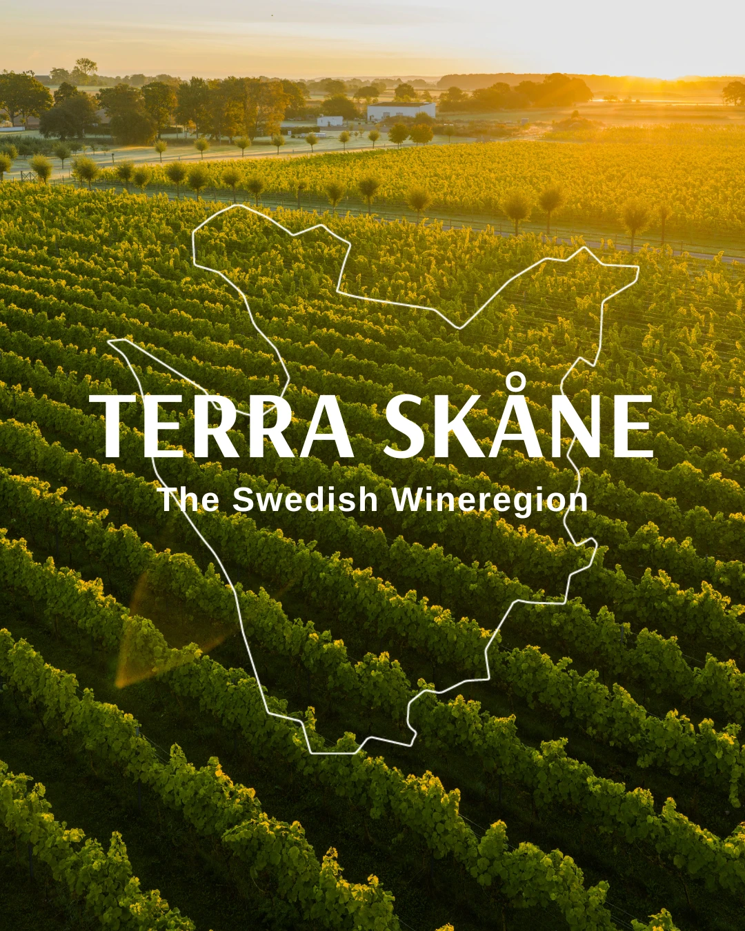 Vinfält med texten Terra Skåne skrivet på. Konturen för karta över området Terra Skåne.